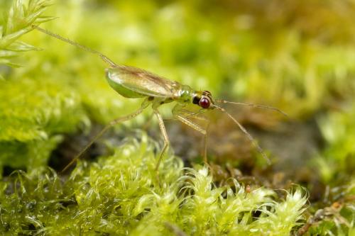 Dicyphus sp.
