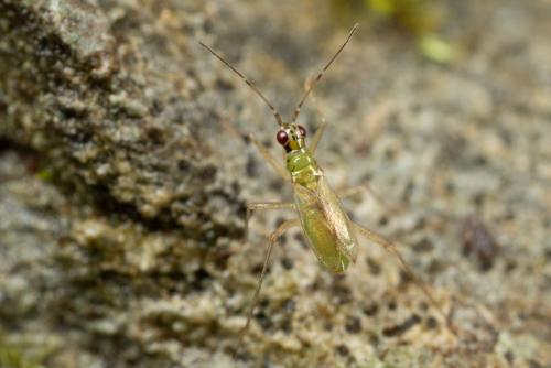 Dicyphus sp.