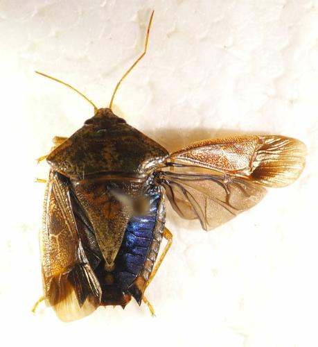 Paraedessa stolida