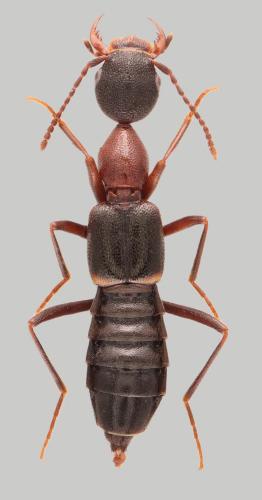 Rugilus angustatus