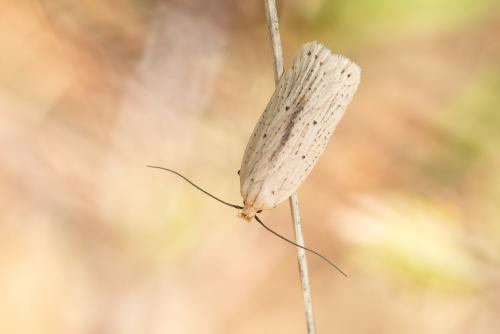 Réf. 318 453 : Agonopterix pallorella