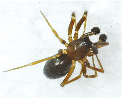 Microneta viaria