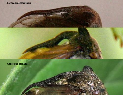 Centrotus divers