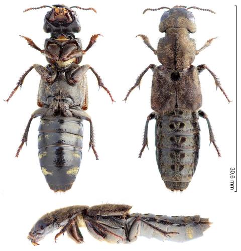Platydracus sp.