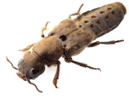Platydracus sp.