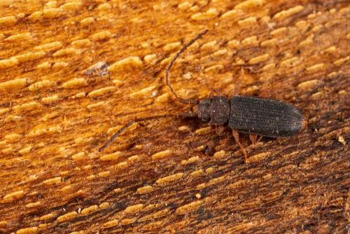 Réf. 318 392 : Uleiota dubius
