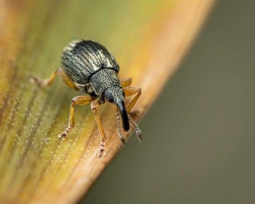 Réf. 318 246 : Apioninae inconnu