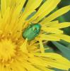 318871 – Photo : Philippe Fourtier – France (38)
