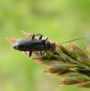 318660 – Photo : Philippe Fourtier – France (38)