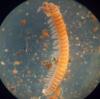 Chamaesoma broelemanni