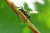 318841 – Photo : Claude Chavand – Philippines
