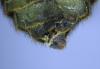318756 – Photo : clovis – France (66)