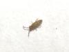 318414 – Photo : Syrphus – France (26)