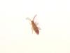 318415 – Photo : Syrphus – France (26)