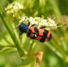 318100 – Photo : Philippe Fourtier – France (06)