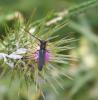 318232 – Photo : Philippe Fourtier – France (06)