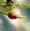 318223 – Photo : Philippe Fourtier – France (06)