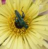 318438 – Photo : Philippe Fourtier – France (06)
