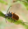 318399 – Photo : Philippe Fourtier – France (06)