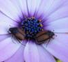 318011 – Photo : Philippe Fourtier – France (06)