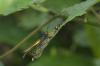 318095 – Photo : D. Martinez – Philippines