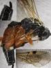 318787 – Photo : Emilien TEULIER – France (82)