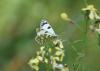 318768 – Photo : Philippe Fourtier – France (06)
