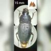 Harpalus dimidiatus
