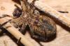 318511 – Photo : Daniel INGREMEAU – France (36)