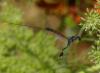 318580 – Photo : Georges ROCA FILELLA – France (74)