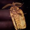318108 – Photo : Cédric Mondy – France (56)