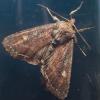 318130 – Photo : Cédric Mondy – France (56)