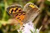 318369 – Photo : Cédric Mondy – France (77)
