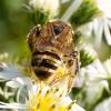 318834 – Photo : Cédric Mondy – France (94)