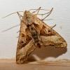 318114 – Photo : Cédric Mondy – France (94)