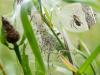 318426 – Photo : Cédric Mondy – France (77)