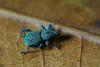 318860 – Photo : Claude Chavand – Philippines