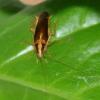 318103 – Photo : Bernard Perthuis – Guyane française