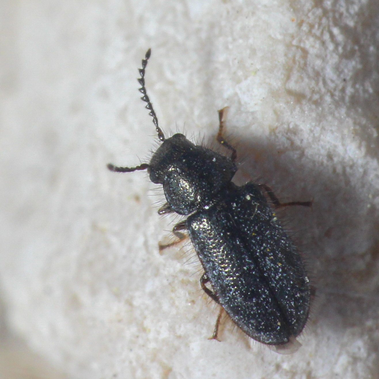 Simon Thevenin - Aplocnemus sp. - réf. 318306 (1316 x 1316 pixels, 210 ko)