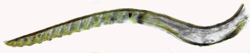 Corynis crassicornis
