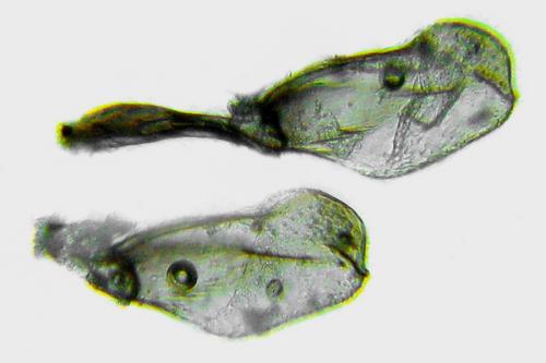 Réf. 319 921 : Taxonus agrorum
