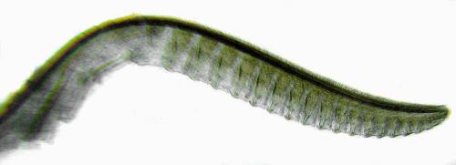 Taxonus agrorum