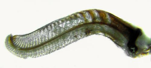 Trichiosoma lucorum
