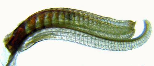 Réf. 319 510 : Trichiosoma tibiale