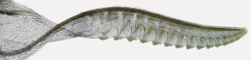 Ametastegia perla