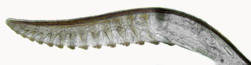 Ametastegia perla