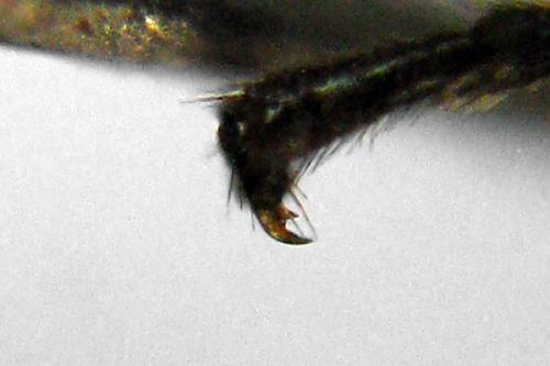 Empria longicornis