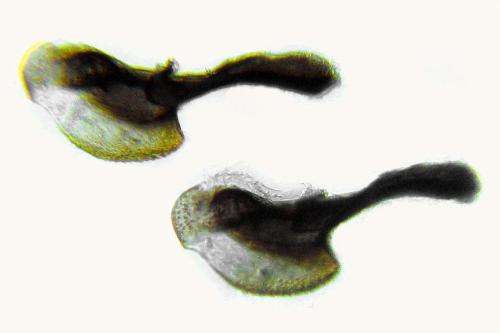 Réf. 319 852 : Empria pallimacula