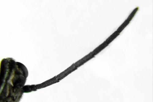Empria tridens