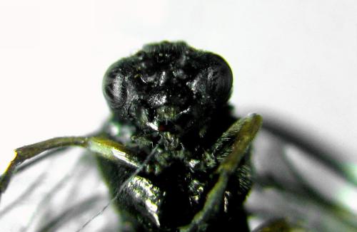 Claremontia tenuicornis